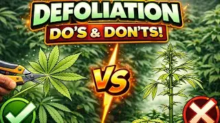 Defoliation Mistakes That Kill Yields