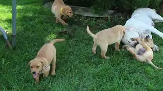 Fox Red Labrador Retriever Puppies For Sale