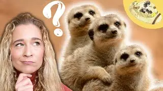 Why are Meerkats So Cute? 3 Cool Things You May Not Know...