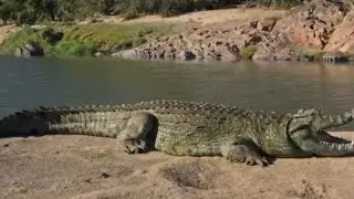 Nile Crocodile (Part 1) [ हिन्दी डॉक्यूमेंट्री ]#wildlife #nature #fishing #discovery 