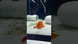 Feeding fish to my short body Flowerhorn 🤌🏻#petcarat  #fish #flowerhorn #aquariums #fishroom #viral