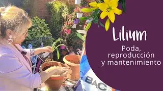 ¿QUÉ DEBO HACER ? CON MI LILLIUM CUANDO FINALIZA SU FLOR SUS CUIDADOS Y CULTIVOS