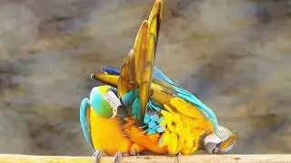 macaw pair with love