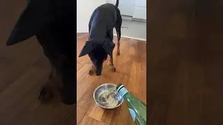 Sparkling water dog prank 😅