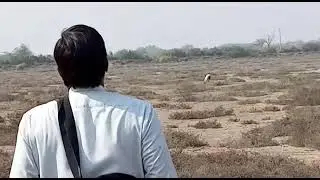 dog vs rabbit race 2022 \ hunting animals | shikar in jungle \greyhound