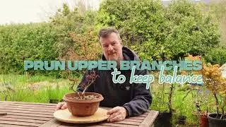 How to Care for a Japanese Maple Bonsai (Acer Palmatum) — Complete Bonsai Care Guide