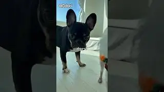 Ddori | Bestie, I Love You! 💛🐾 #dogshorts #ddori #frenchbulldog 4K