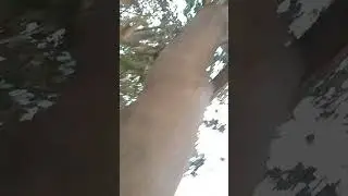 tree climbing subscribe pease