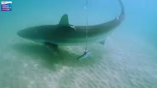 Apex marine predator laboratory activity