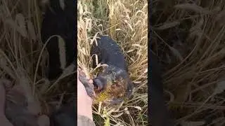 Моменты охоты 2024, девушка охотник #hunting #собаки #охота