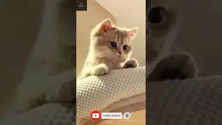 #cat #cute #viral #catlover #cutecat #catcare  #love #funny #viralvideos #lovelycats #catmemes
