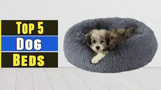 Top 5 Best Dog Beds 2021