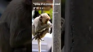 Monkey Moments 3: Comedy in the Wild!🤣 #WildMonkeys #WildlifeMonkeys #monkey #shorts #video