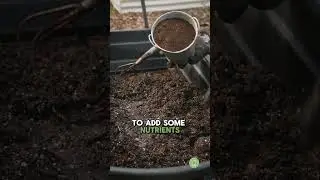 Can You REUSE Potting Soil?