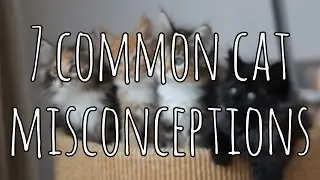 7 Common Cat Misconceptions