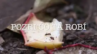 Meli&scaron;ko - Mravci