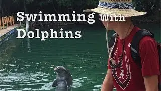 We SWAM with Dolphins in St. Thomas--Virgin Islands!! *AMAZING*