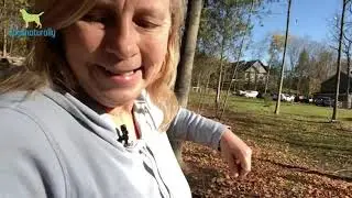Walk The Dogs With Dana ... Let's Talk Cancer & Top Supplements For Dogs