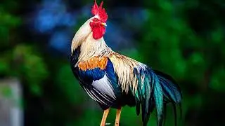 Rooster Crowing Compilation Sound Effect