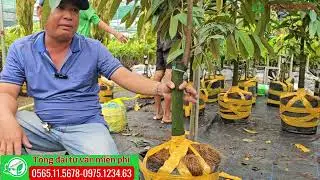 Sầu riêng thái lỡ lớn rút ngắn thời gian cho trái