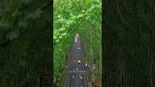 Avenue Road Canopy of tall Trees on either side of road #beautiful #avenue #road