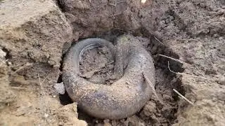 Unbelievable Find Secret Underground Hole Monster Fish on Season Dry | CATCHING BIG FISH