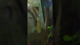 #aquarium #aquariumfish #angelfish #spawning #discus #tetras #corydoras #like #subscribe #shorts