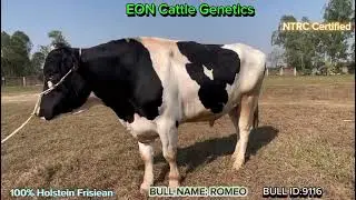 ROMEO: 9116-100% HF (EON Cattle Genetics), National ID:11HF9116,রোমিও
