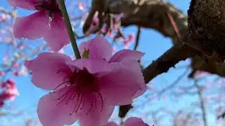 Fresno blossom trail