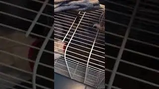 Nicholas teorizzato appena salvato