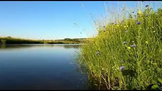 Sunny Riverside Meadow 🌾☀️ | Guitar & Focus Ambience