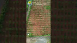 DOH farm Vedio part -1#bhimavarambreed #chicken #poultrymedicine #agriculture #naturalpoultry