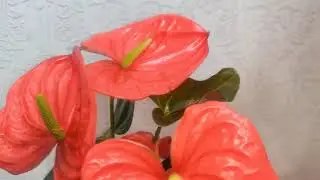 #ЦветыВместе Антуриум Матиз Anthurium Matiz 14/50