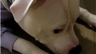 Woman Takes Home a Free Pit Bull but Nobody Told Her the Truth