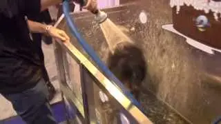 Self Serve Dog Wash Demonstration - Evolution Dog Wash