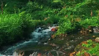 Peaceful River Flowing Through a Quiet Forest – Gentle Nature Sounds for Deep Sleep and Study Focus