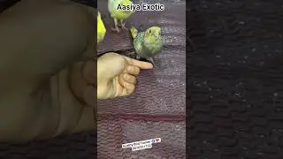 Bird  Training | Pet Training #birds #shortvideo #parrot #pets #tranding #cockatiel #ncr #gurgaon