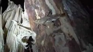 Loud Bug