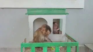 Hey, how happy the two monkeys came to eat on the little house (1)