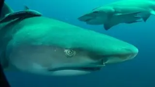 Shark Diving fearless Girls Feeding & Petting Sharks