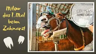 Milow muss zum Pferdezahnarzt 😱 | Zahnbehandlung live | Celinas Tierwelt und mehr