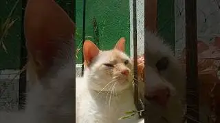 The Sunbathing Cat's Shade Adventure!
