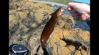 Fishing Scarlett - Surprise Rockling