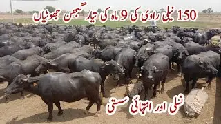 150 Nili Ravi Gabon Jotian Available ll Pehlan Jhotian ll Nili Ravi First Timer Buffaloes ll Katti