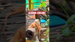 Iguana Taking a Break 🦎 | So Calm and Still! #dlazywanderer #iguana #wildlife #indorezoo #trending
