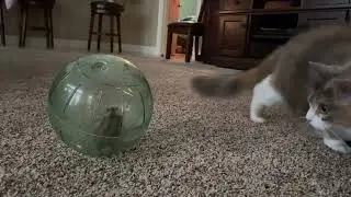 My Cats Meet A Hamster For The First Time