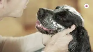 ROYAL CANIN&reg; Dermacomfort: It's time to be kinder to your dog's skin
