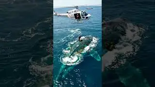 Helicopter hovers over whale during dramatic rescue 🚁#SaveTheWhales #Mission #shorts