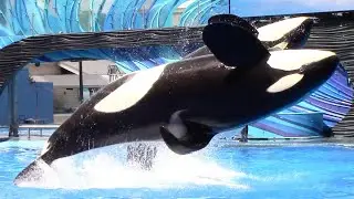Встреча с косаткой (полное шоу) — SeaWorld Orlando — 20 июля 2022 г.