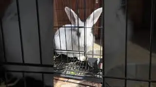 Introducing the rabbits - RabbitTown Ranch